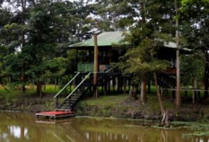 Jungle Lodge